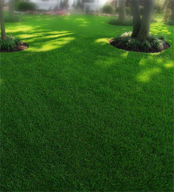 Green Lawn